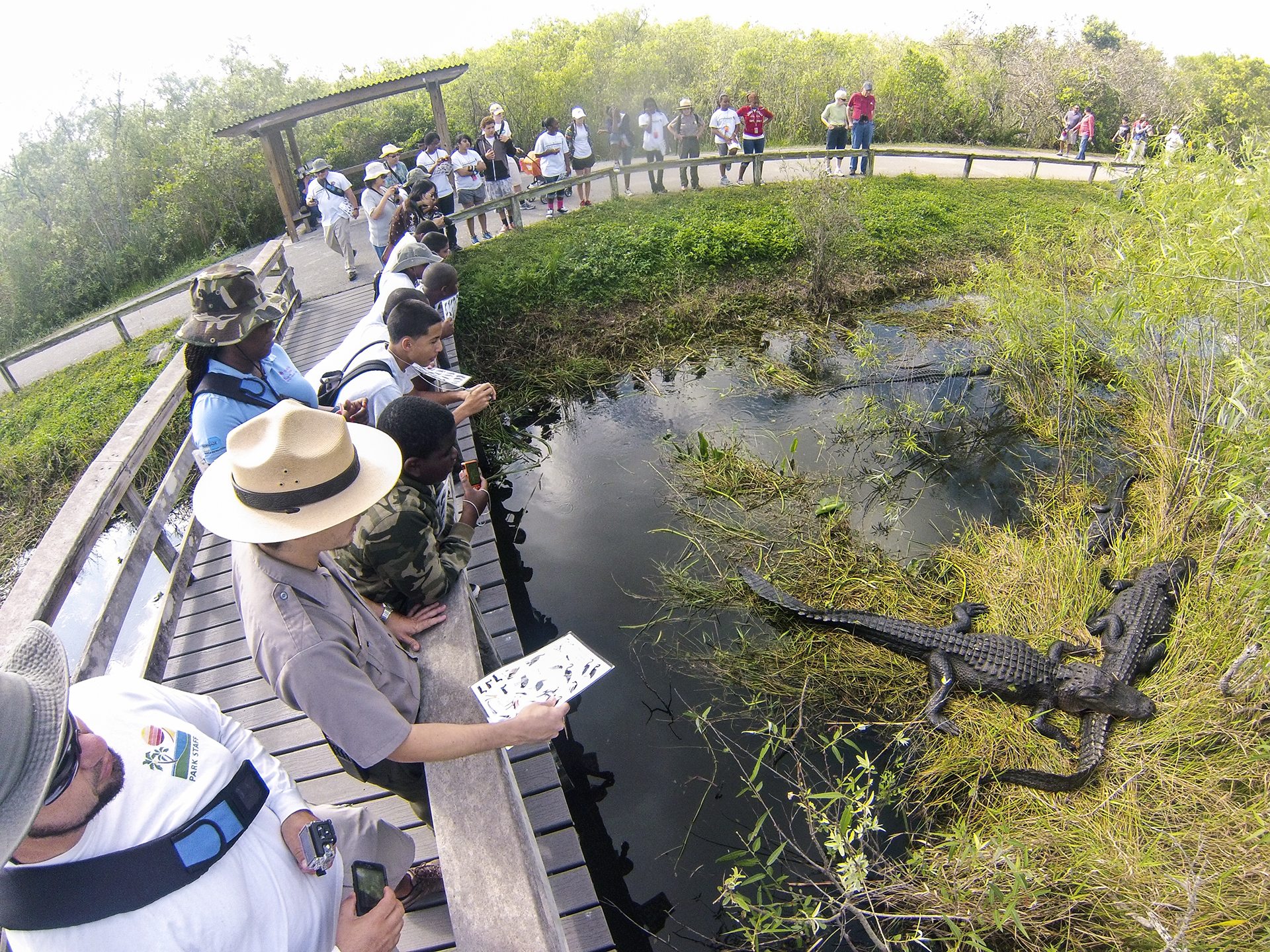 The Miami Everglades