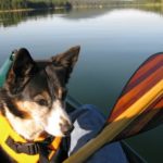 Dog wearing a life jacket in a canoe out on the lake