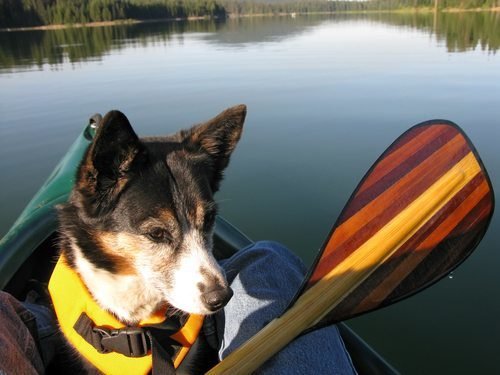 Dog wearing a life jacket in a canoe out on the lake