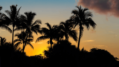 Things to Do in the City of Sanibel, Florida 