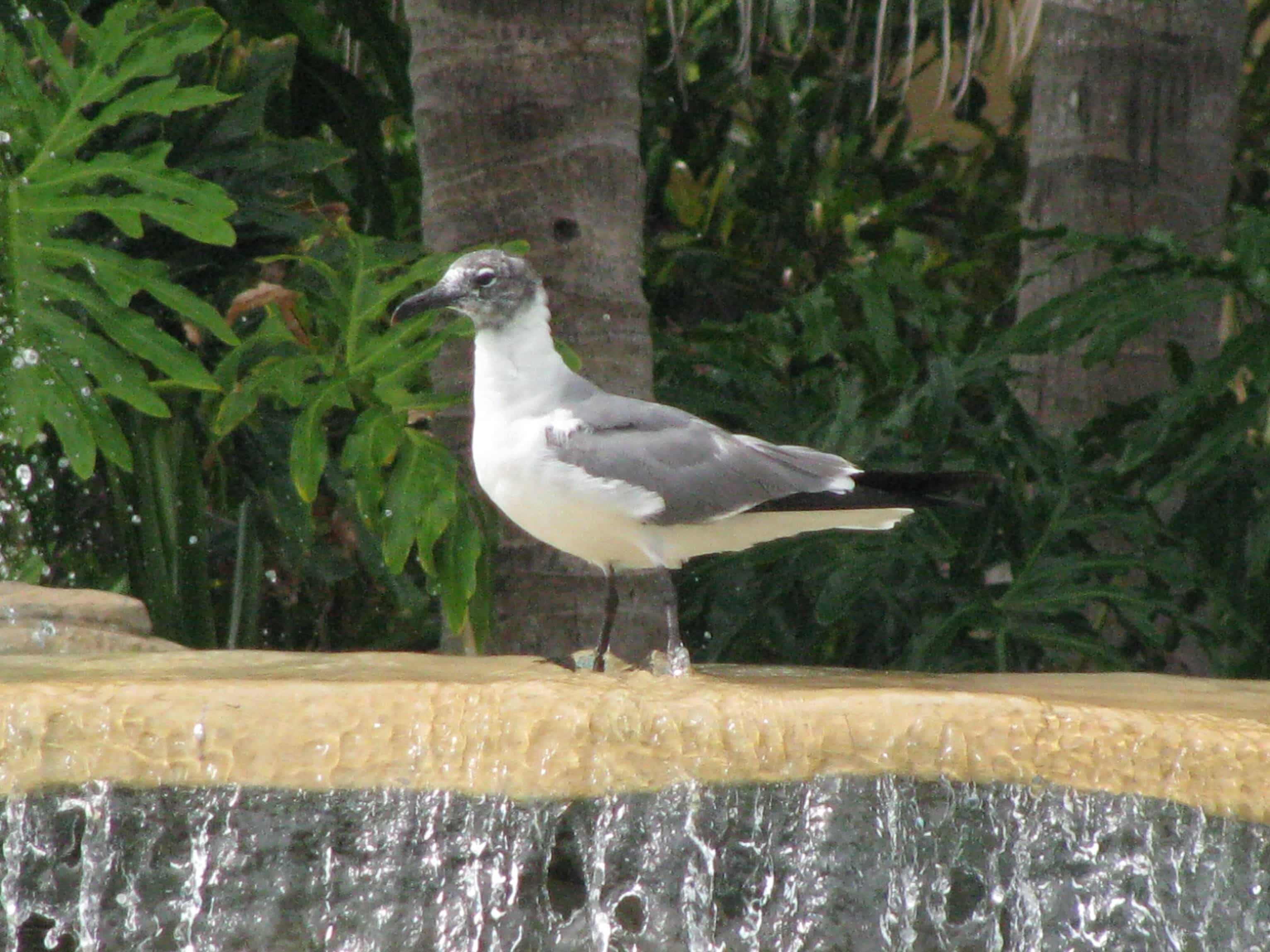 bird watching in marco island