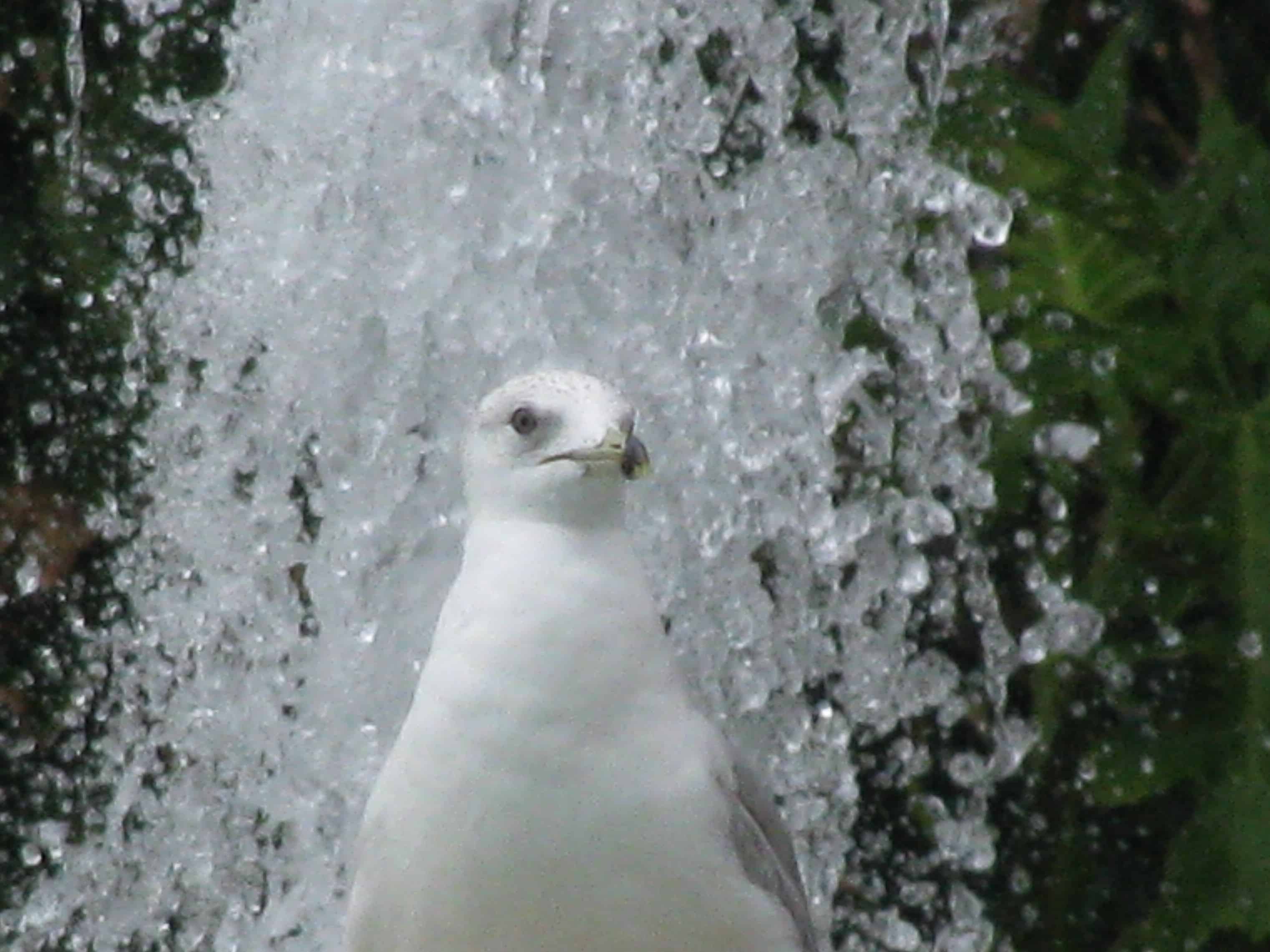 watching birds in marco island florida