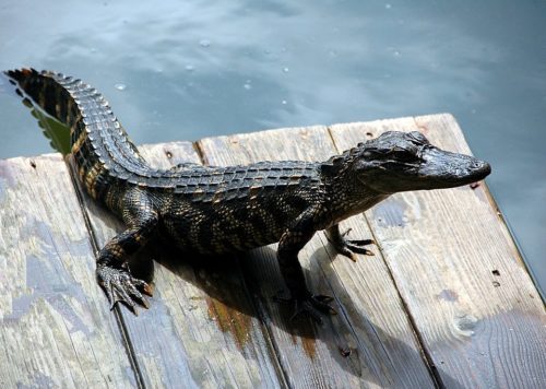Northwest Florida Alligators