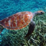 It’s Sea Turtle Nesting Season: How to Get Involved