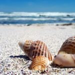 How to Celebrate National Seashell Day on Sanibel Island, Florida