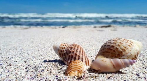 National Sea Shell Day Florida