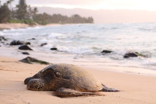 Red Tide affects Marine Life