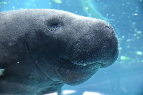 Florida Sea Cow