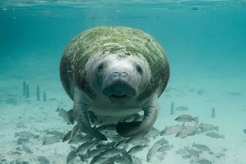 florida manatee sea cow