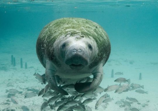 Have you ever seen a Manatee?