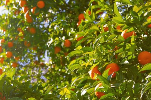 Florida Citrus