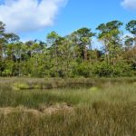 Discover Pumpkin Hill Creek in Jacksonville