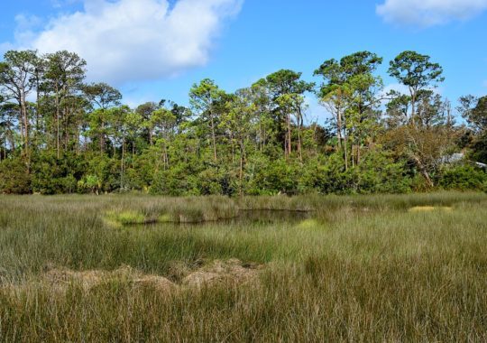 Discover Pumpkin Hill Creek in Jacksonville