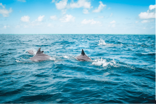 Pensacola dolphins