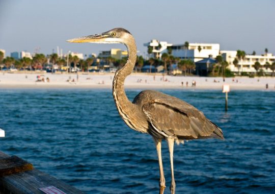 Enjoy a tranquil escape with shaded walk trails near St. Pete/Clearwater Beach, Florida