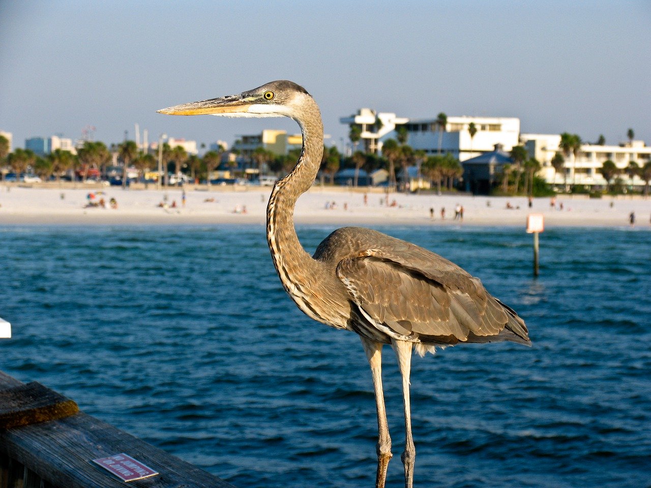 clearwater beach bird watching