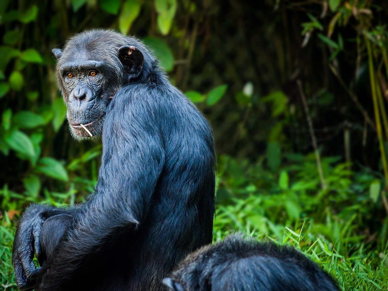 chimpanzee in jacksonville zoo in florida