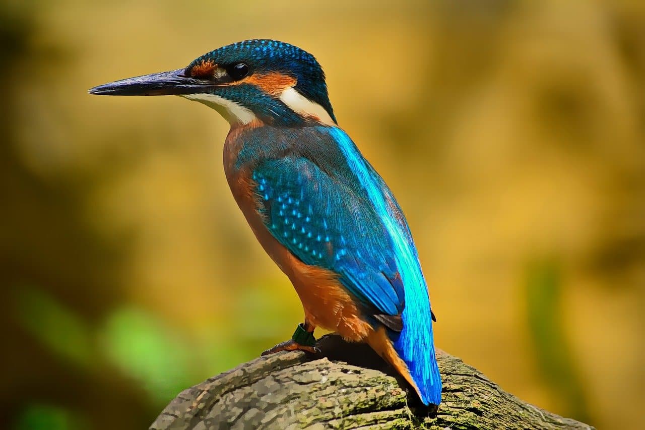 kingfisher in florida