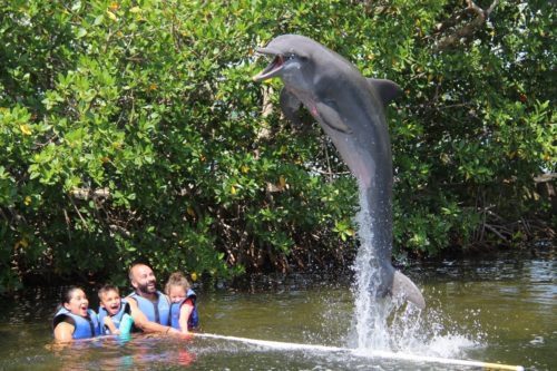 Dolphin tour in florida