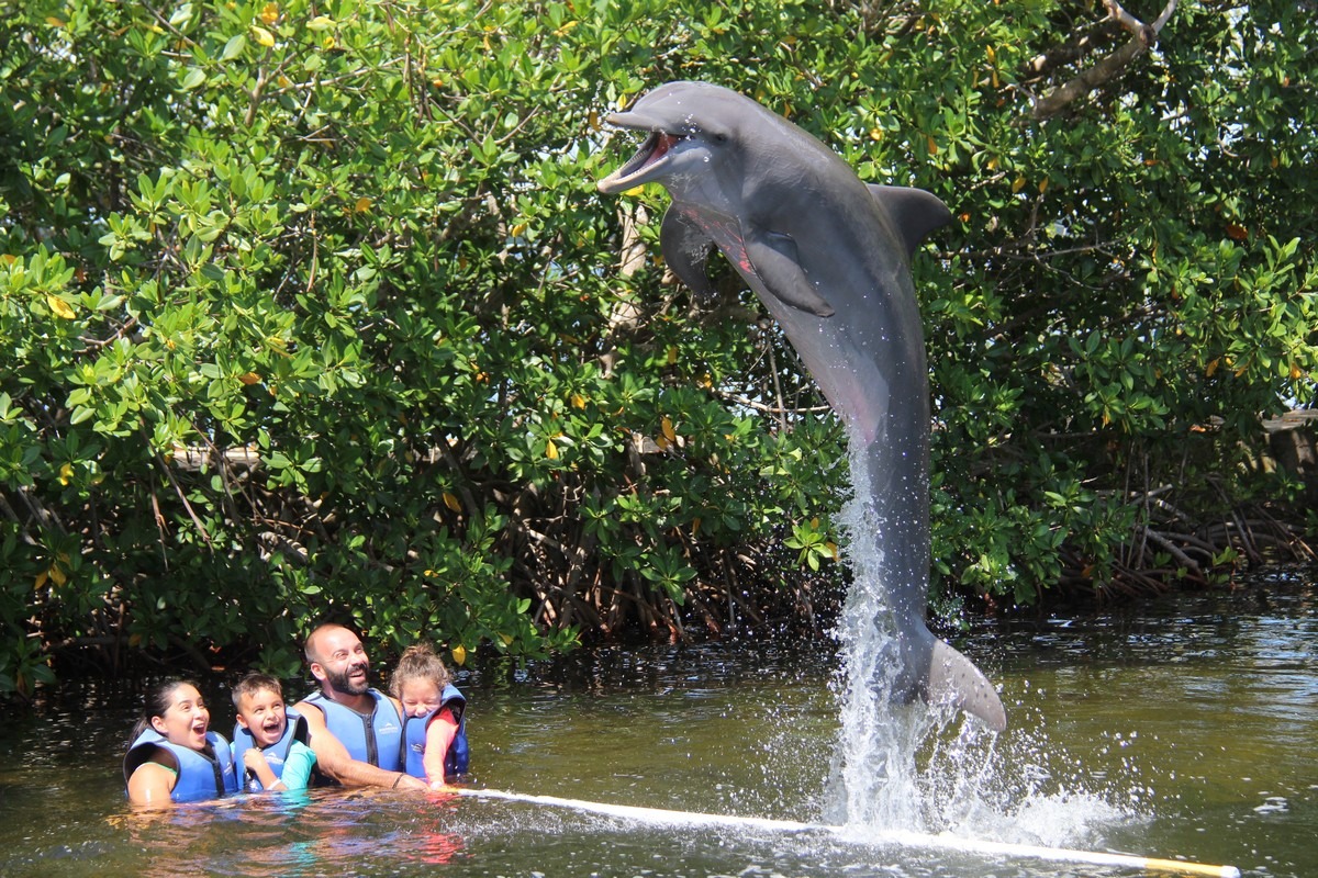 dolphin tours near orlando florida