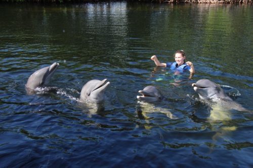 Dolphin tours in key largo
