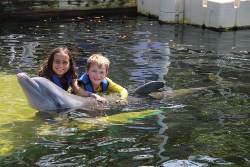 Dolphin tours in key largo florida