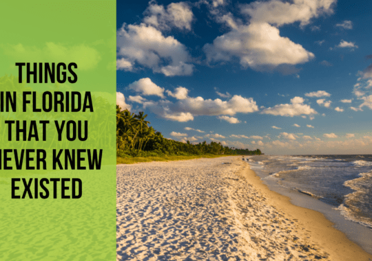 19 Things in Florida That You Never Knew Existed