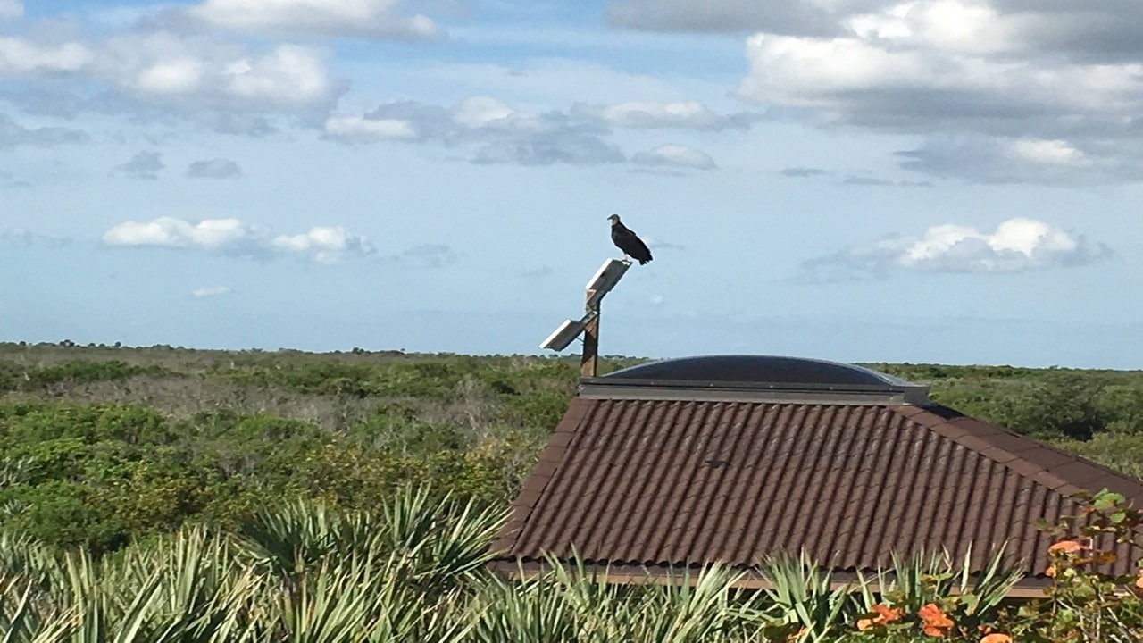 birds at Canaveral National Seashore