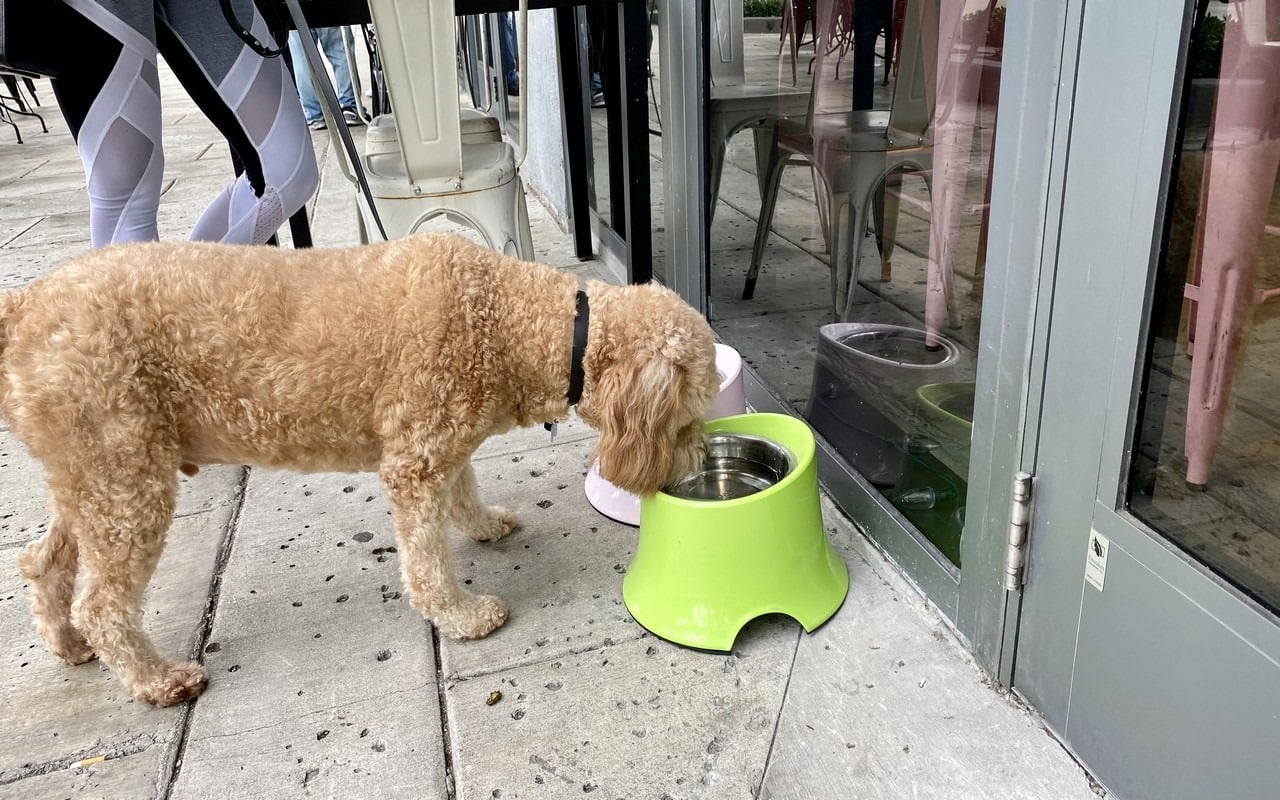 Cooper at thai restaurant in Miami Midtown