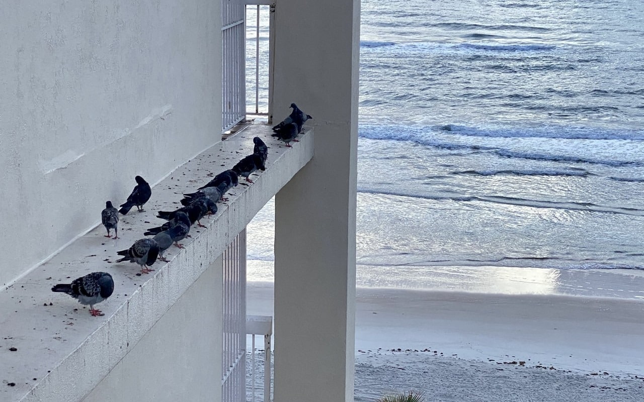 enjoy bird watchng in daytona beach