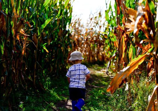 Jump Start Your Fall Adventure In The Best Corn Mazes In Florida