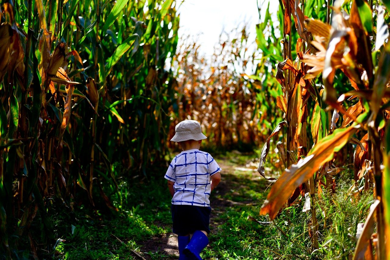 Corn mazes in Florida