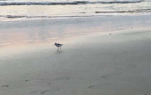 Hampton Inn St Augustine Beach bird watching