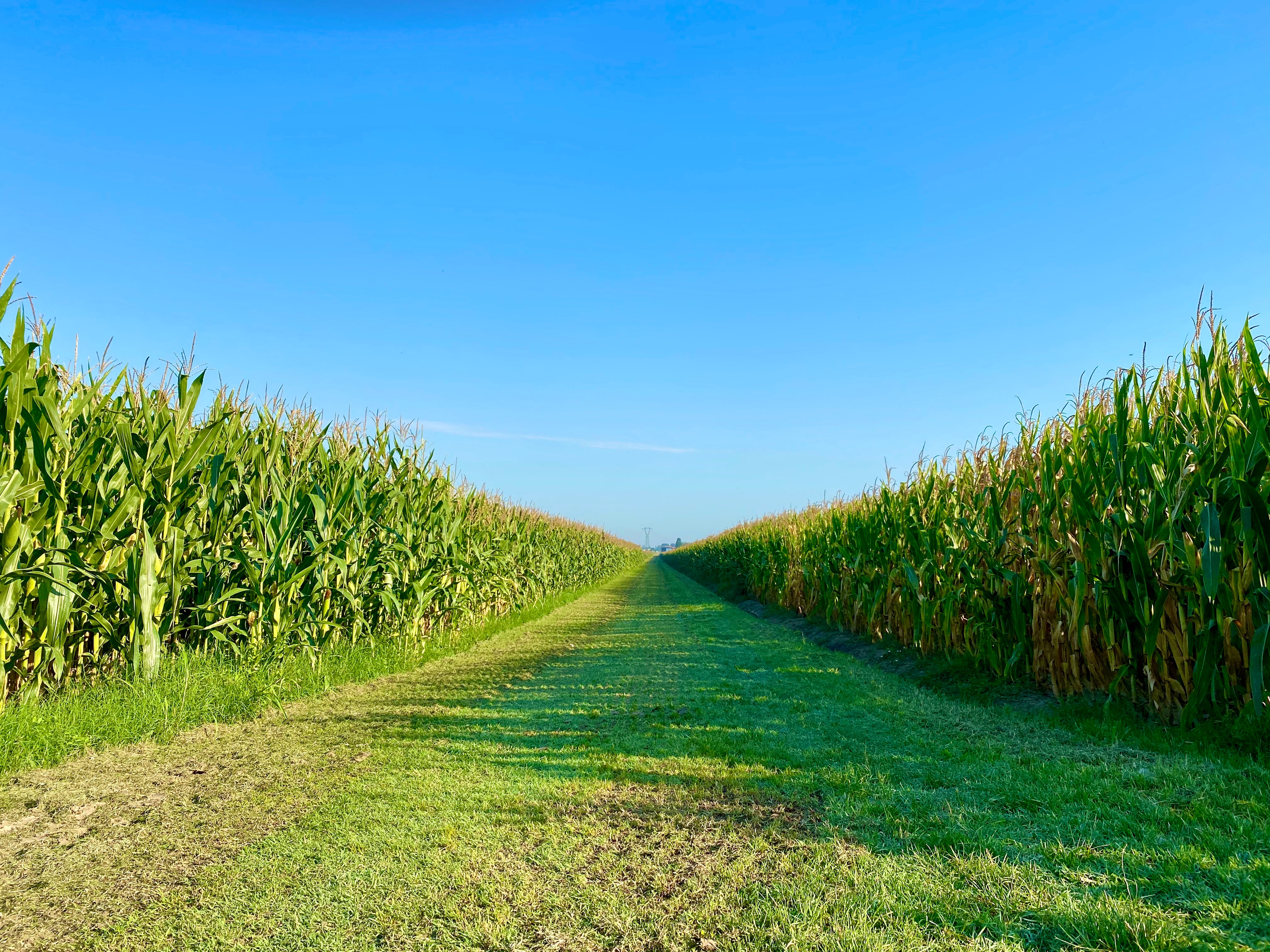 best corn mazes in florida