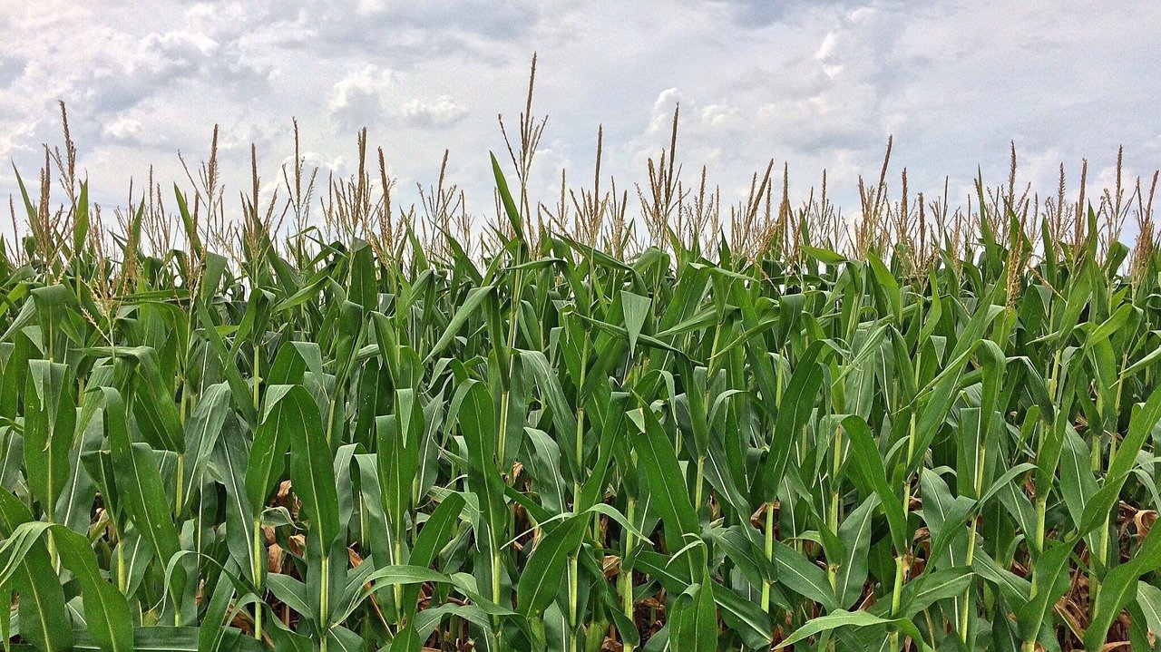 florida corn mazes