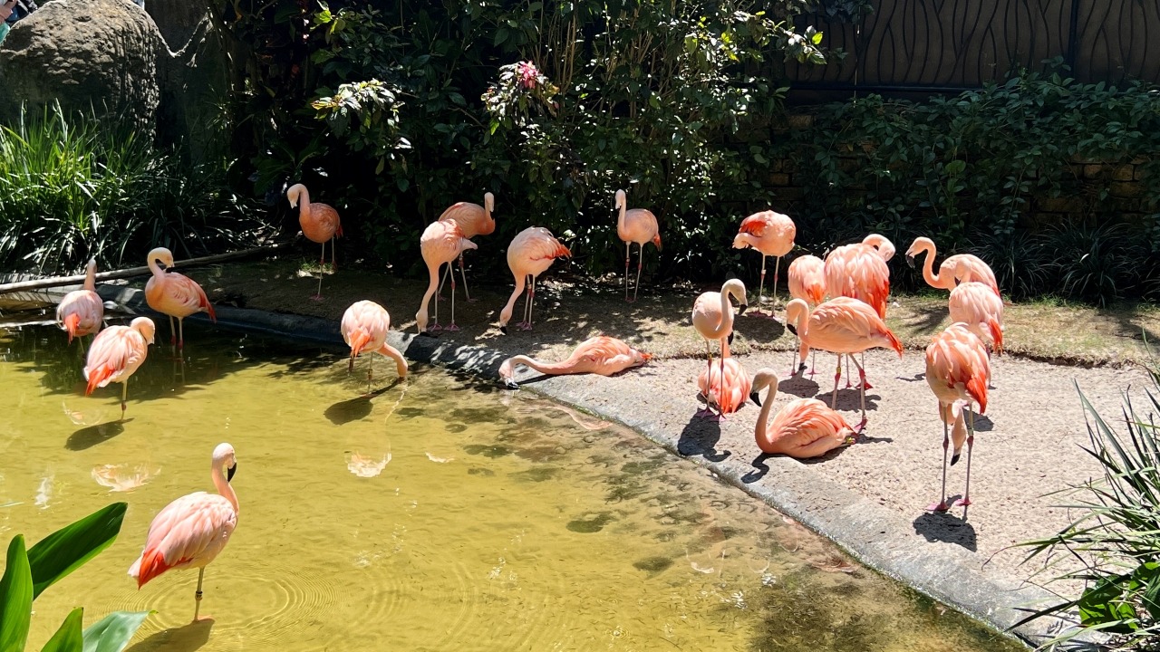 flamigos at sunken gardens in st pete florida