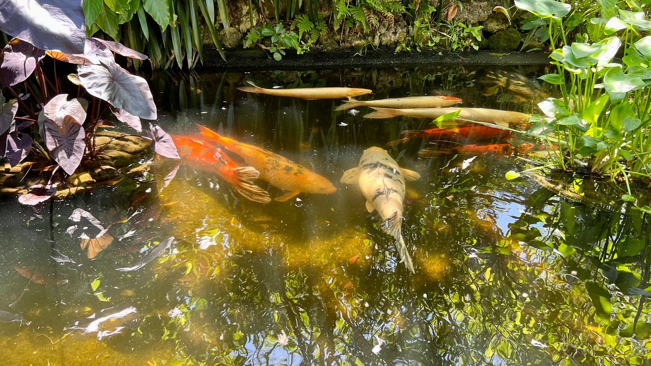 koi fishat sunken gardens in st pete florida