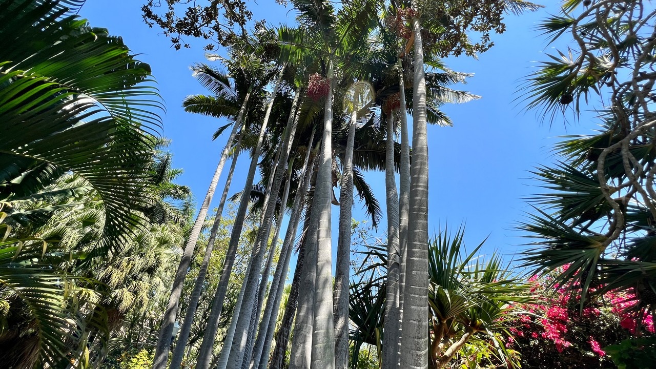 sunken gardens florida st petersburg