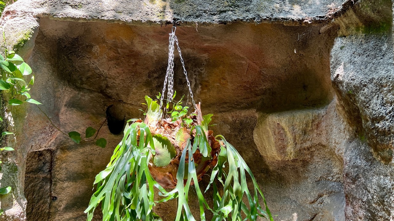 sunken gardens in st petersburg florida