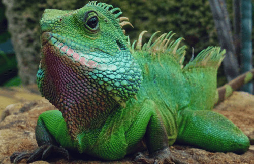 Is it Possible to Meet Iguanas in Hotels in Florida