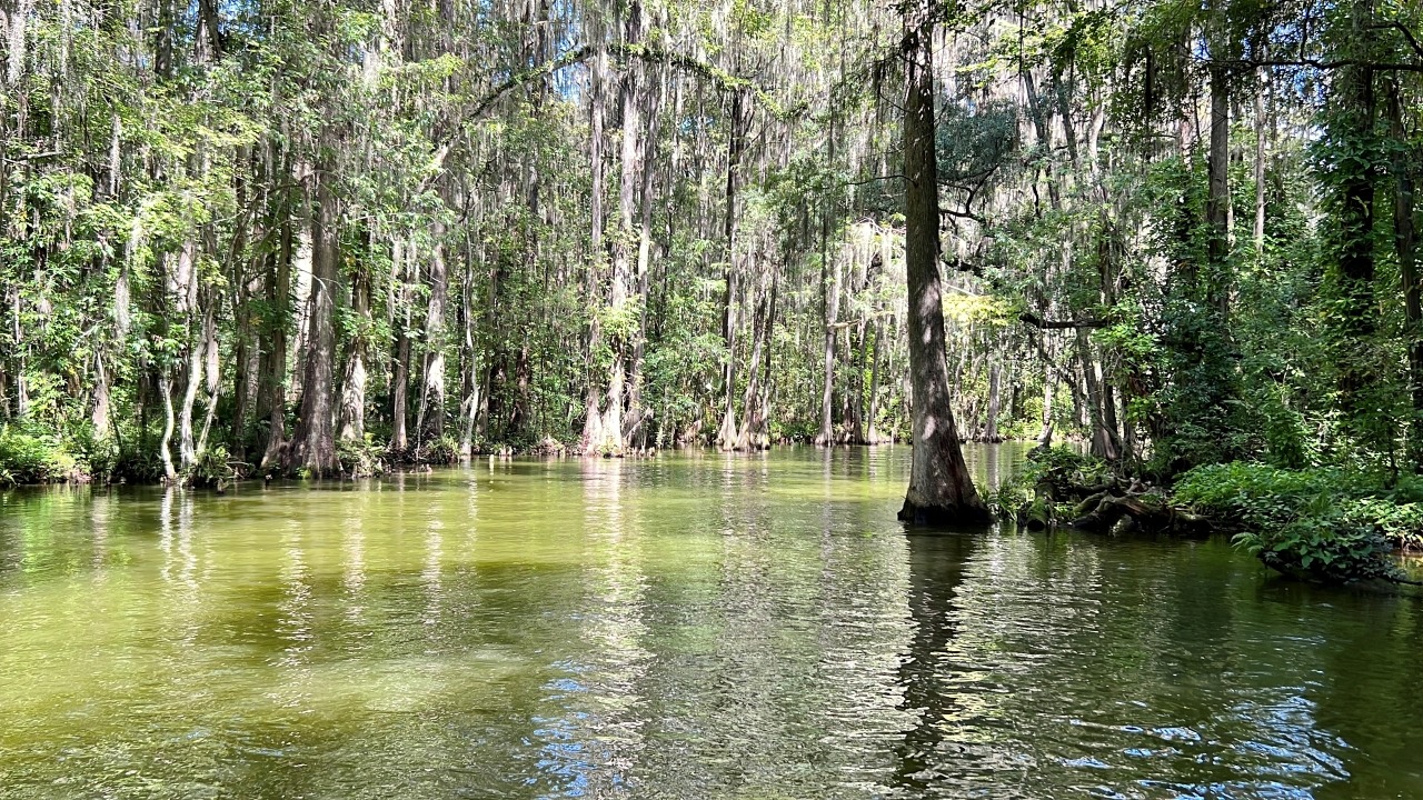 2-Hour Narrated Eco-Tour into the Dora Canal